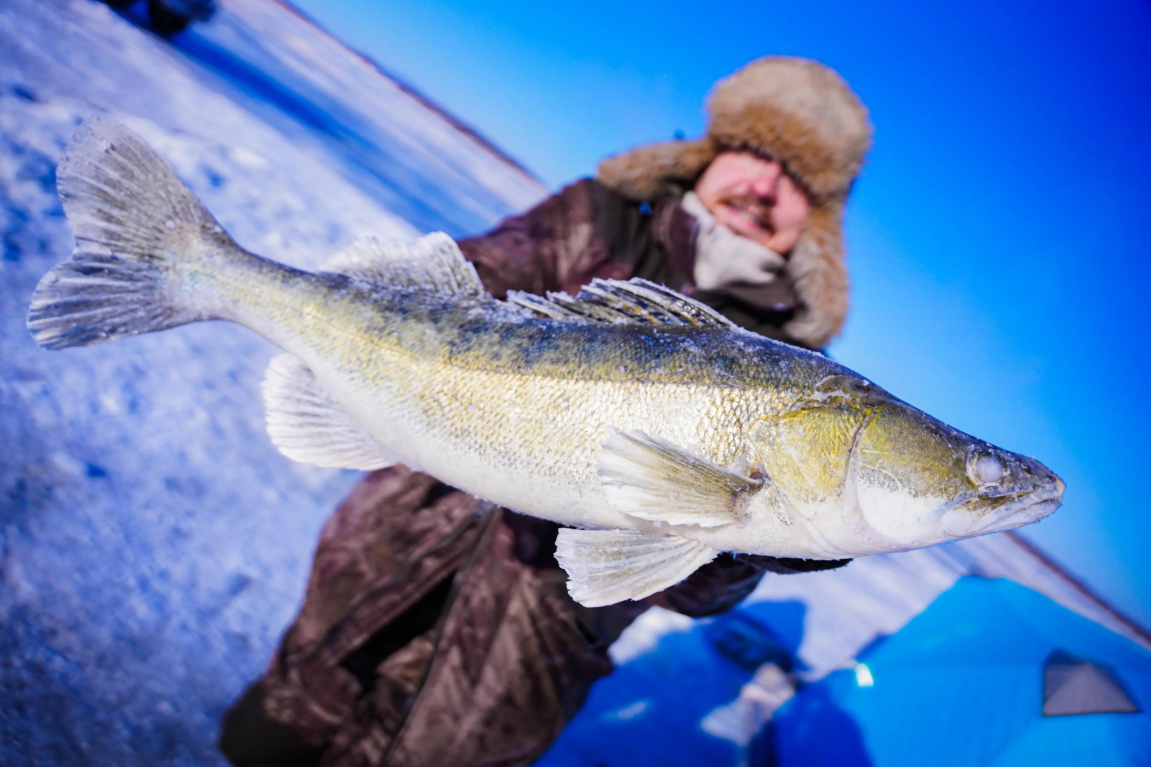  Piscaveurig  : A Arte e a Tecnologia da Pesca no Inverno